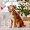 imageZubebe 16 Pieces Christmas Dog Rope Toys Christmas Dog Chewing Toys Classic Interactive Toys for Christmas Large Medium Dogs Chewing Teething Cleaning and Training